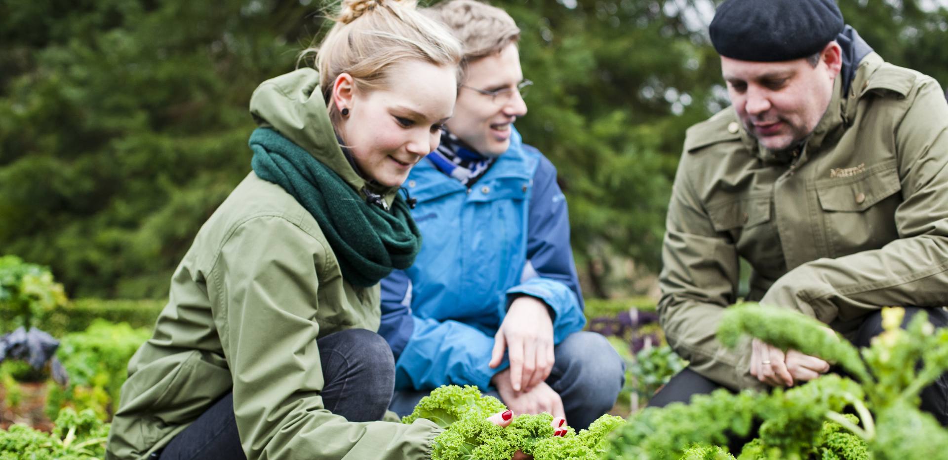 Im Botanischen Garten der Uni Oldenburg wird die Vielfalt des Grünkohls erforscht, um eine perfekte Komposition aus gesunden Inhaltsstoffen und herausragendem Geschmack zu erschaffen