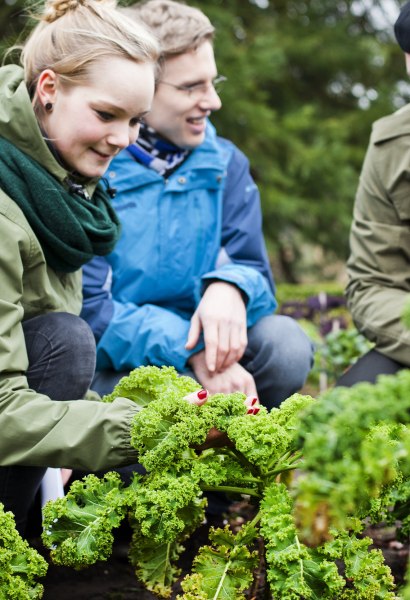 Im Botanischen Garten der Uni Oldenburg wird die Vielfalt des Grünkohls erforscht, um eine perfekte Komposition aus gesunden Inhaltsstoffen und herausragendem Geschmack zu erschaffen