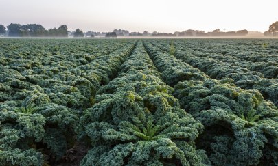 Sonnenaufgang über einem Grünkohlfeld im Oldenburger Land. Sonnenaufgang über einem Grünkohlfeld im Oldenburger Land.