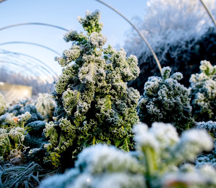 Grünkohlpflanzen mit Frost in Oldenburg