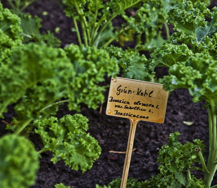Ein Grünkohlbeet mit Schild im Vordergrund und der Bezeichnung Brassica oleracea.